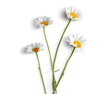 Hidrolato de camomila